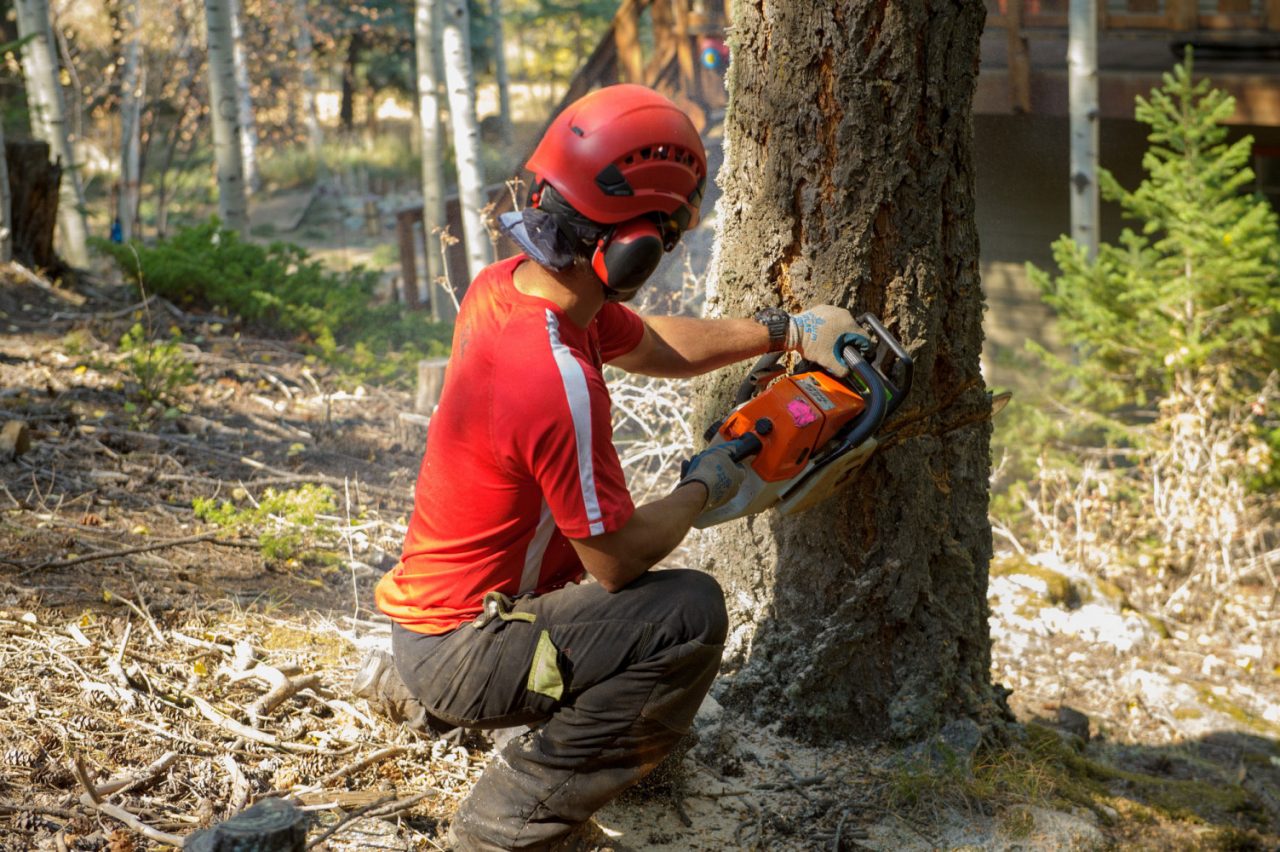 Residential Tree Removal | Preservation Tree Care Denver